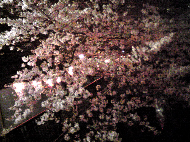 夜桜 夜桜